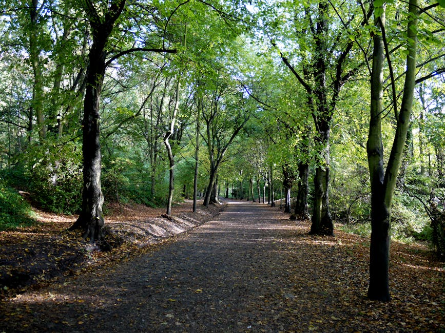 A shaded pathway within Hampstead Heath lined with tall deciduous trees on both sides, their leaves creating a canopy of green overhead. The pathway appears to be made of compacted gravel or asphalt, 